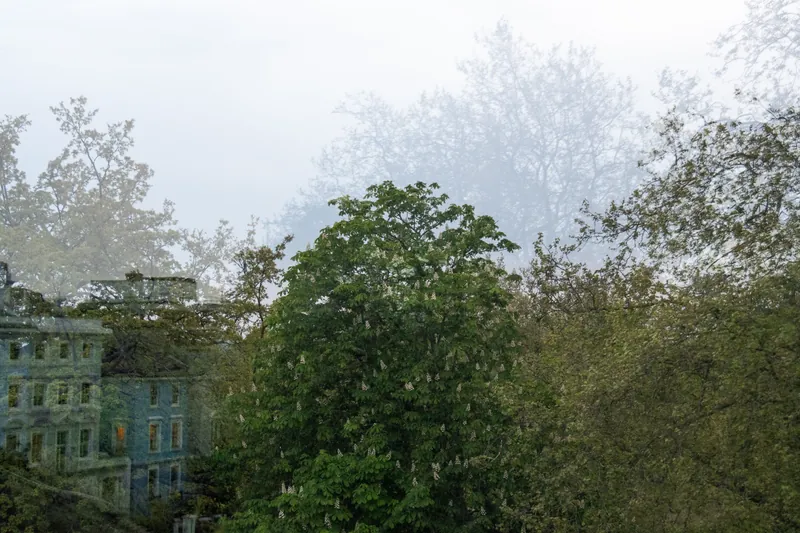 Chestnut Tree, London. 2024.